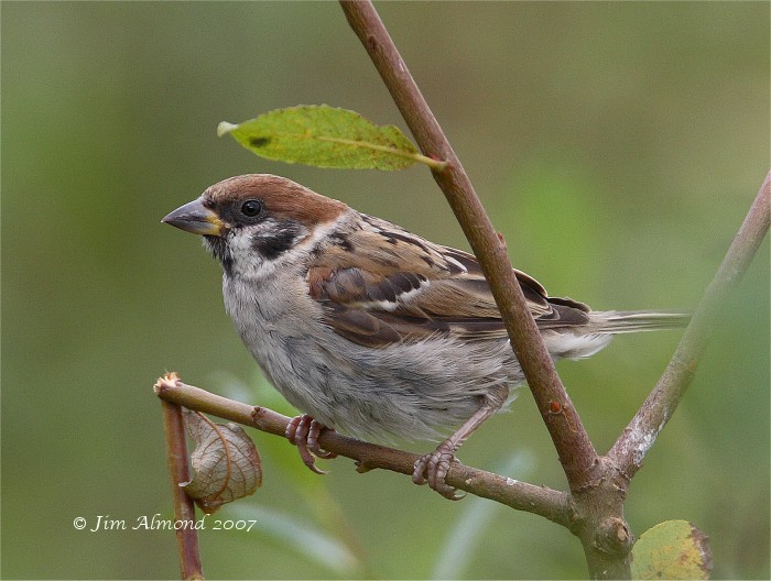 Tree Sparrow Belvide 2 9 07  IMG_6180